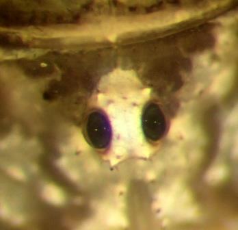 Opilio canestrinii